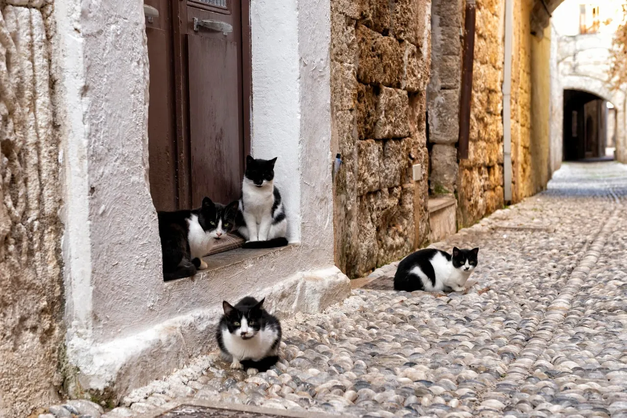 Comment marche l’implant de puces GPS pour chats