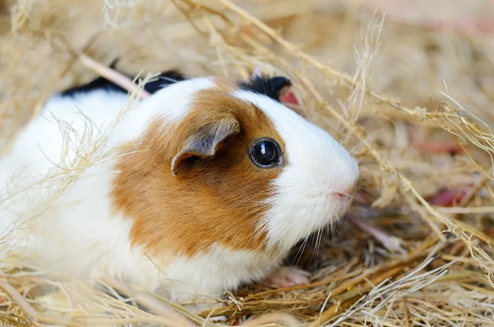 Les meilleurs noms de hamsters