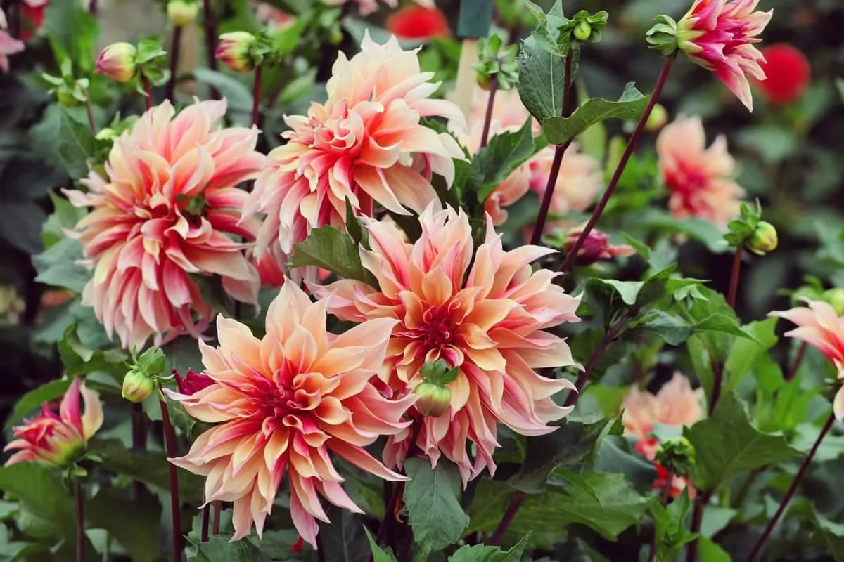Les fleurs géantes : pour un jardin unique et spectaculaire