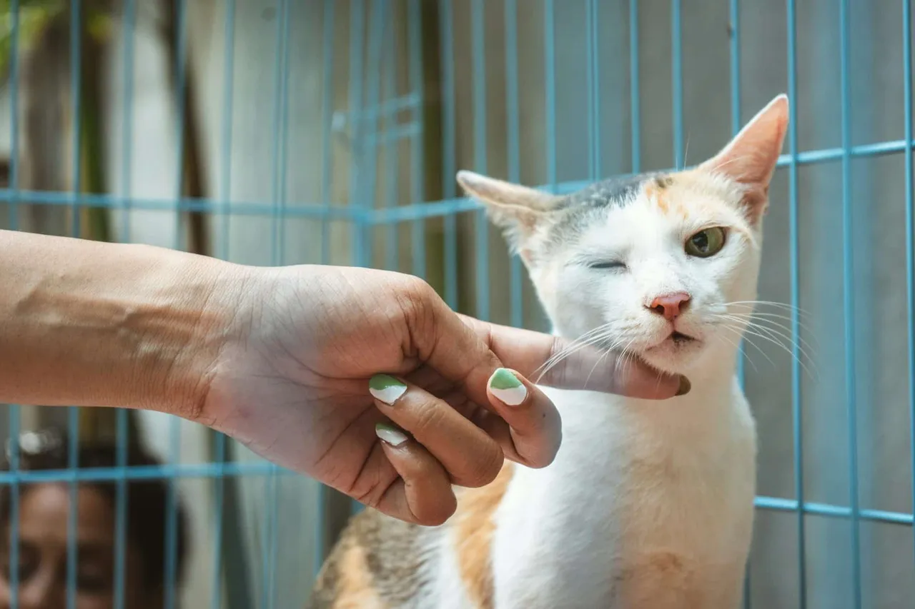 Comprendre et agir face à un chat qui vomit du sang : conseils de vétérinaires pour propriétaires attentifs