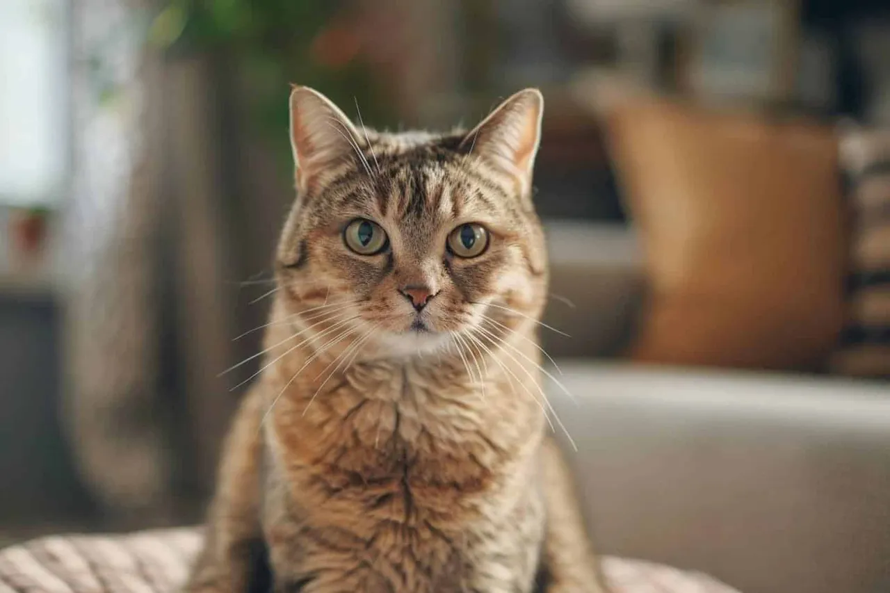 Pourquoi stériliser son chat ?